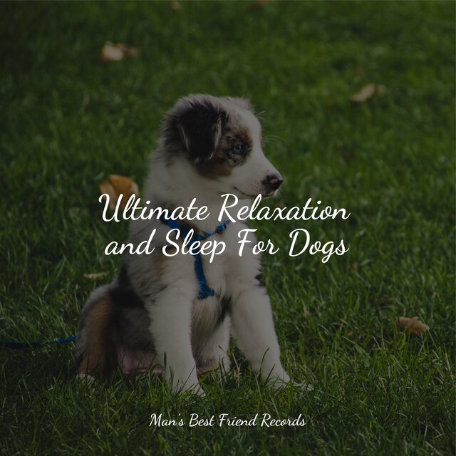 Ultimate Relaxation and Sleep For Dogs