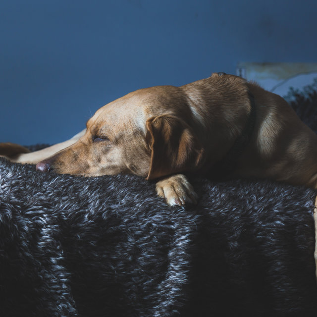 Dog Snoring (Loopable)