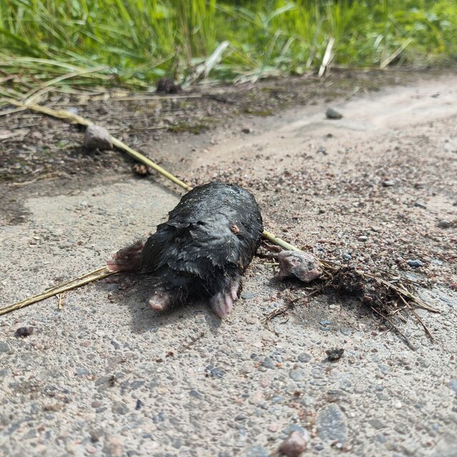 Да я фонкер