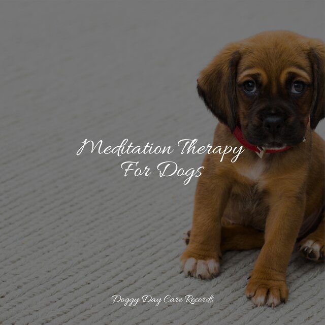 Meditation Therapy For Dogs