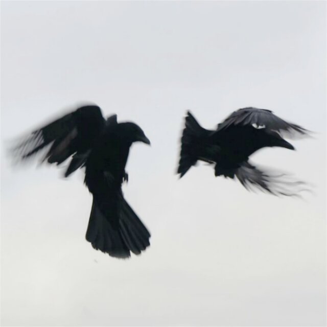 RAVEN