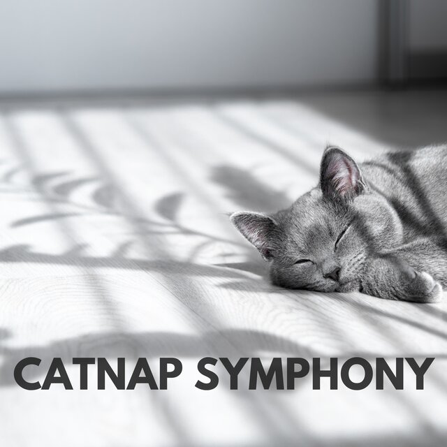 Catnap Symphony