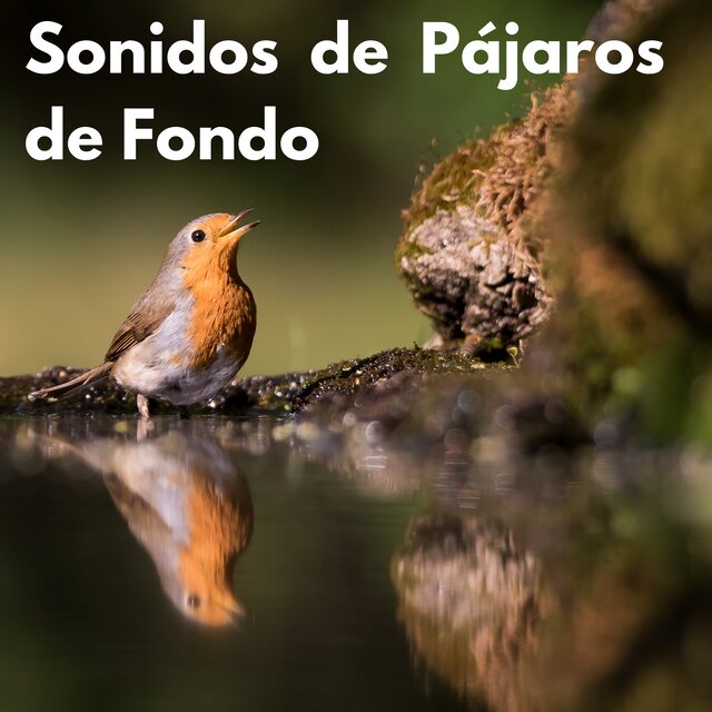 Sonidos de Pájaros de Fondo