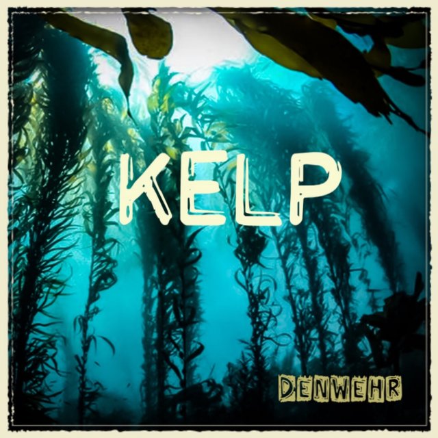 Kelp
