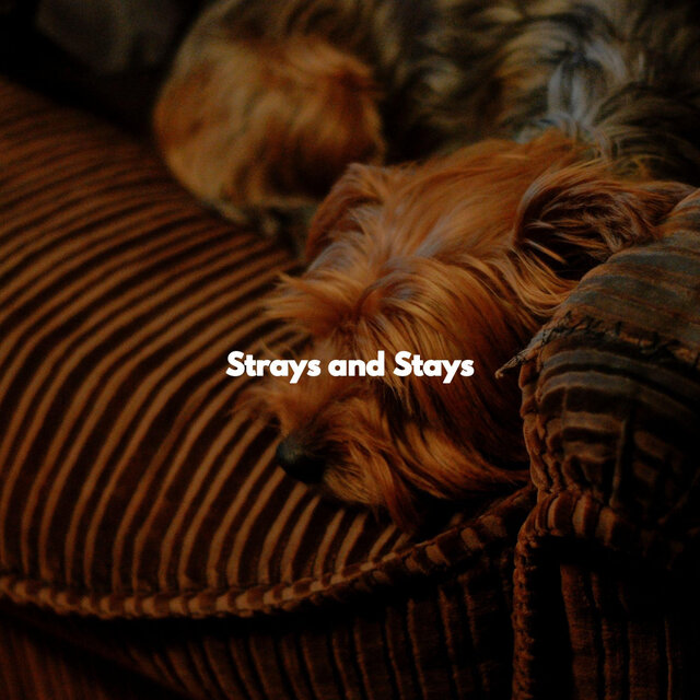 Strays and Stays