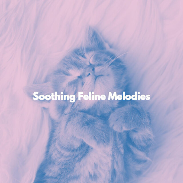 Soothing Feline Melodies