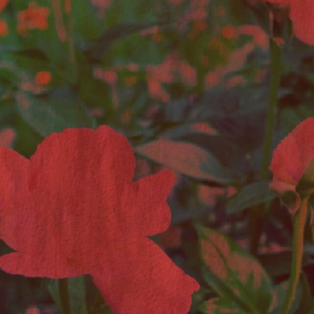 Concrete Rose