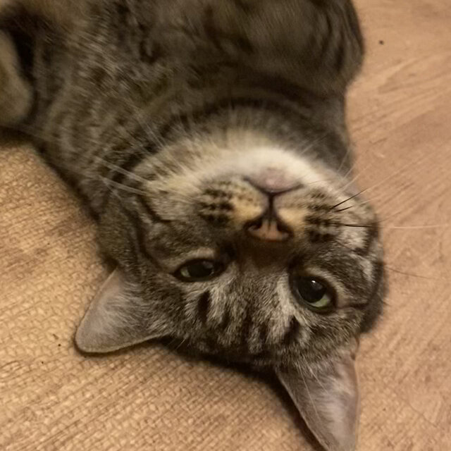 House cat