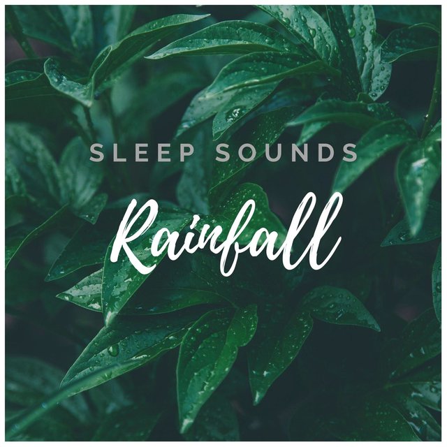 Rain in Garden. Sweet Rain Sound for Sleep and Relax
