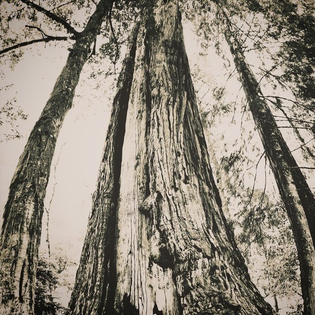 Redwood