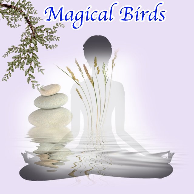 Magical Birds