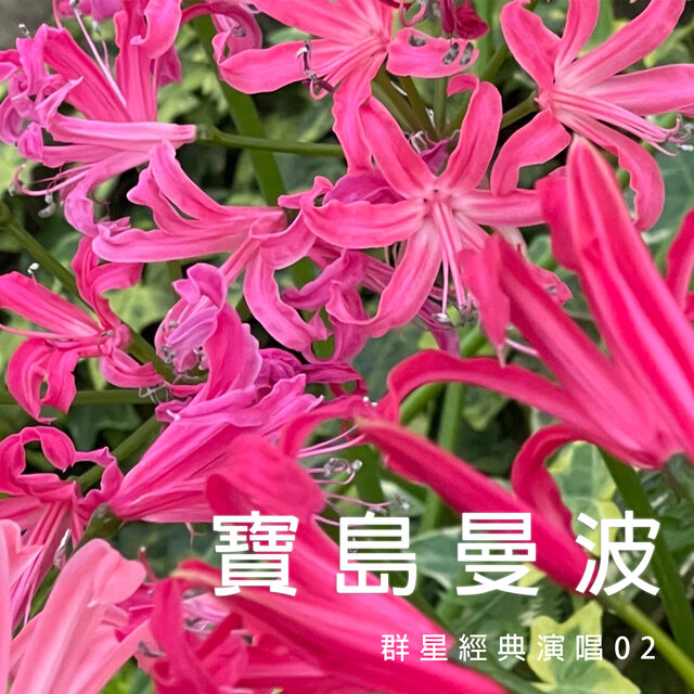 寶島曼波 (群星經典演唱02)