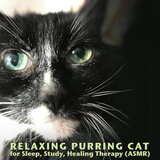Cat Purring Raspy & Breathy