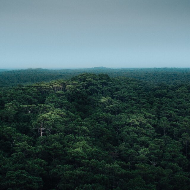 rainforest