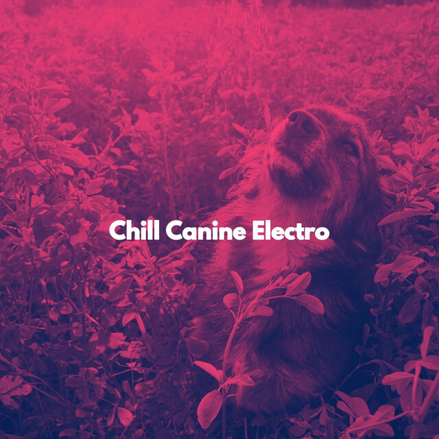 Chill Canine Electro