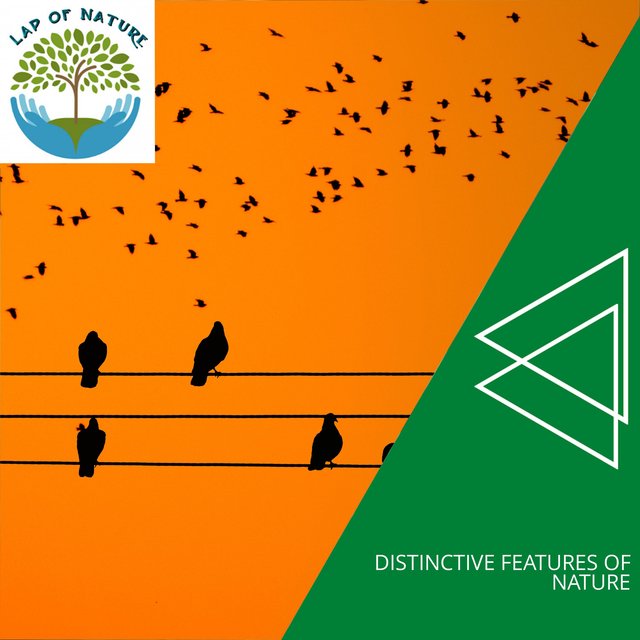 Distinctive Features of Nature