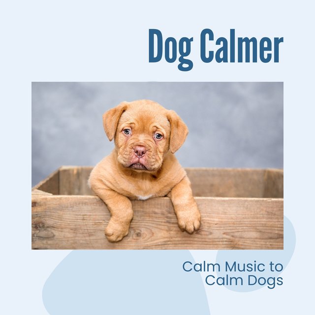 Dog Calmer - Calm Music to Calm Dogs