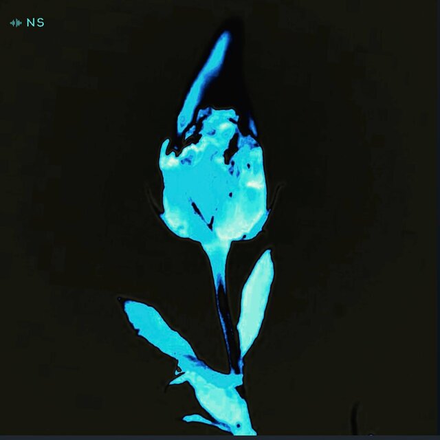 Les fleurs poussent près de l'asile