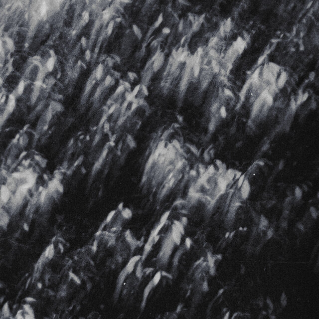 Cover art for album s/t by palmeras negras