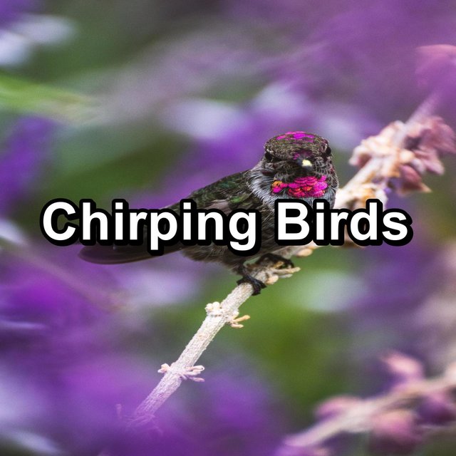 Chirping Birds