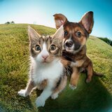 Amigos Peludos Y La Comodidad De Un Abrazo