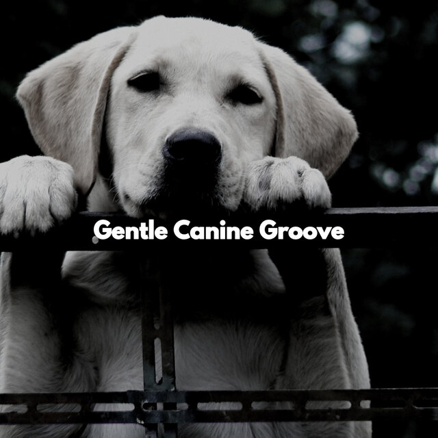 Gentle Canine Groove