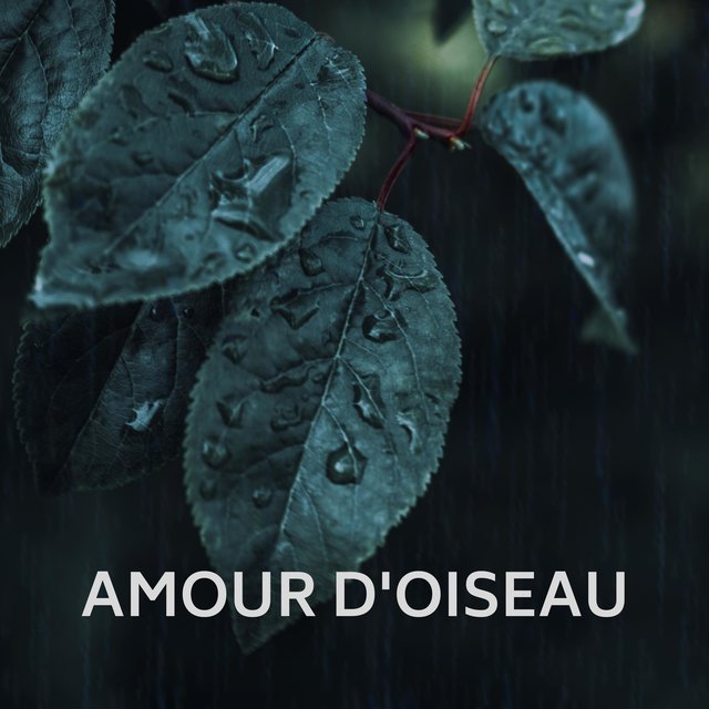 Oiseau De Rêve