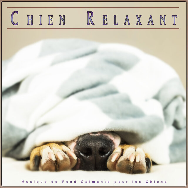 Chien Relaxant : Musique de Fond Calmante pour les Chiens