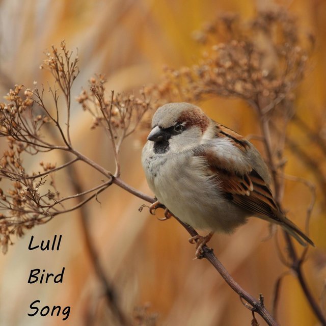 Lull Bird Song
