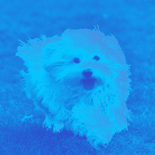 Smooth Music for Agile Pups - Bossa Guitar Trio