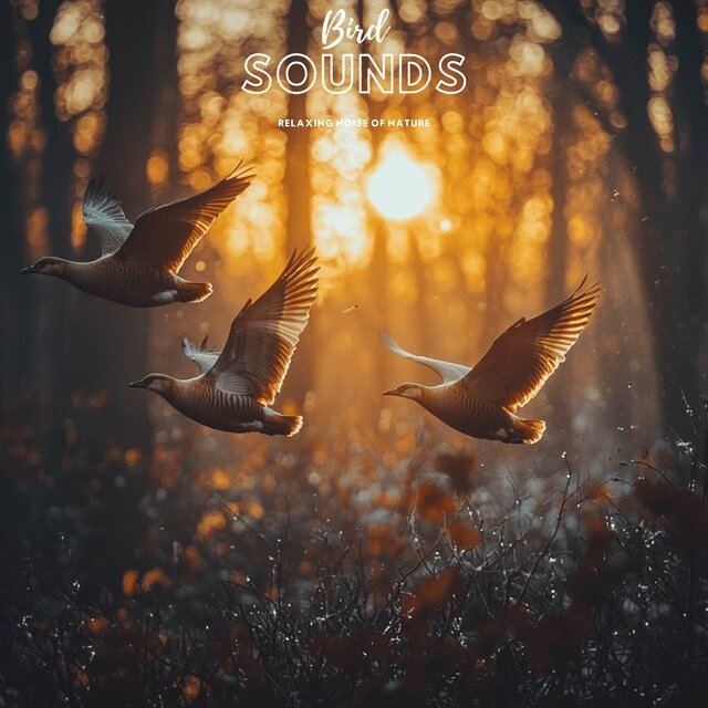 Bird Sounds Relaxing Noise of Nature