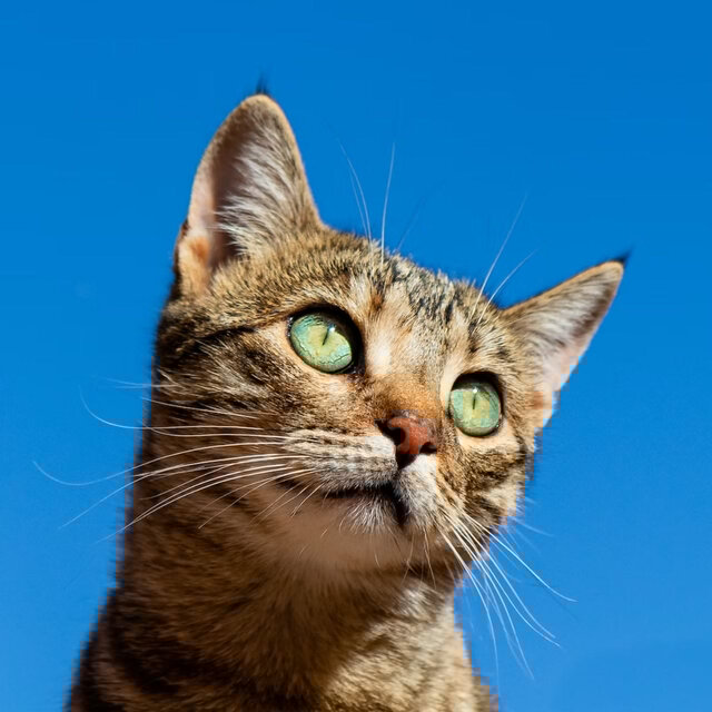 Cat Lullabies: Lofi for Blissful Cats