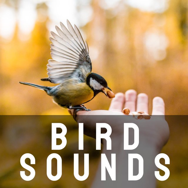 Peaceful Bird Sounds