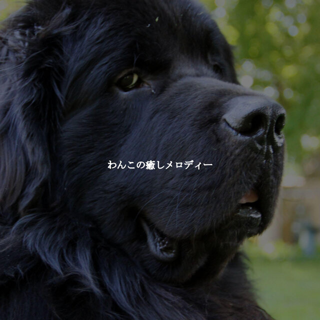 わんこの癒しメロディー