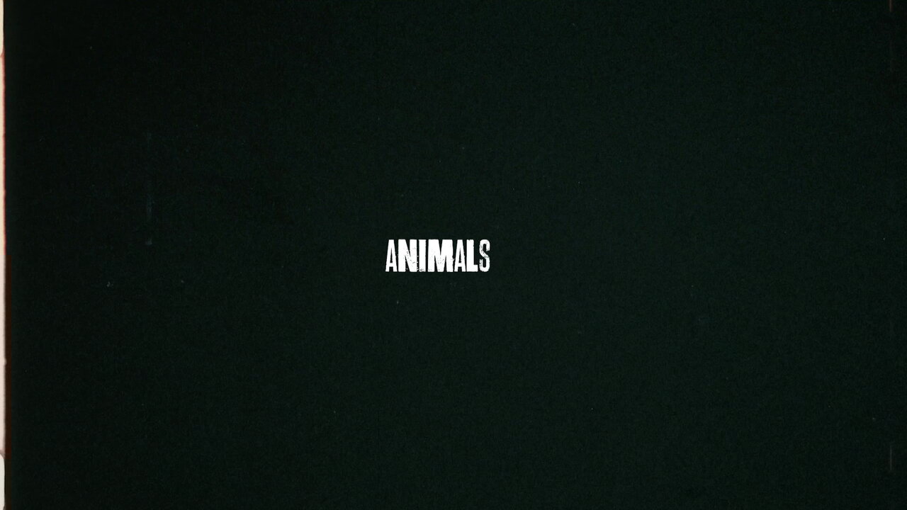Animals