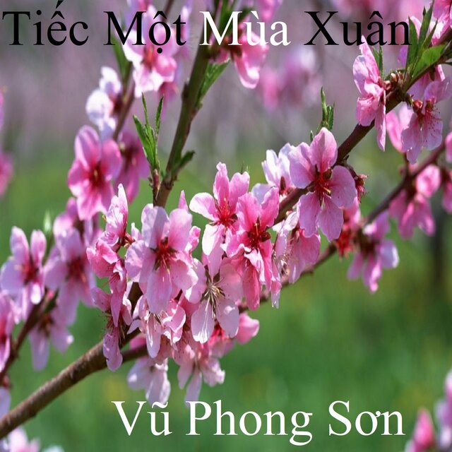 Tiếc Một Mùa Xuân