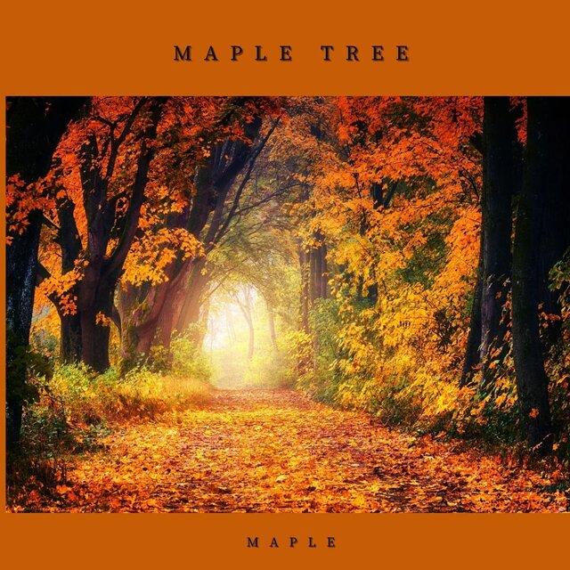 Maple Tree