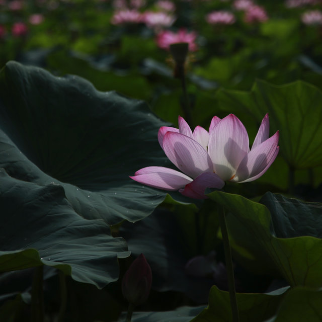 We Can Do Better | Relaxation and Healing Music Therapy, Insomnia Cure