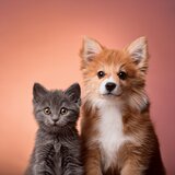 El Espíritu Del Animal