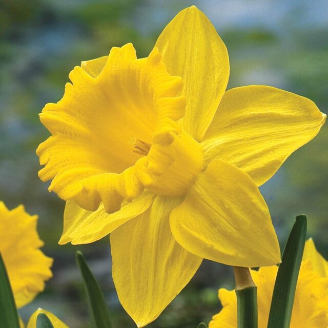 Daffodils (comp. by VINCI)