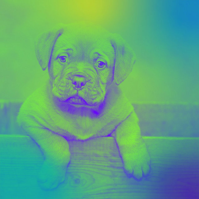 Music for Anxious Puppies