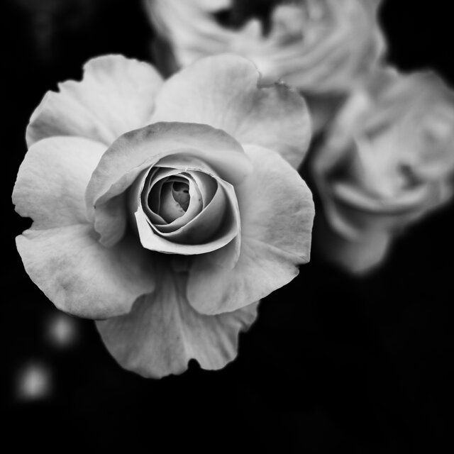 口唇 / 花瓣