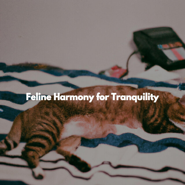 Feline Harmony for Tranquility