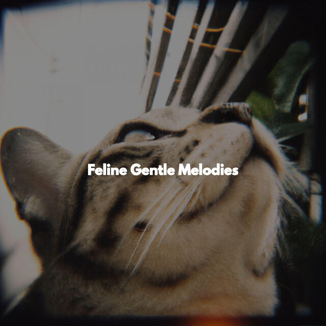 Feline Gentle Melodies