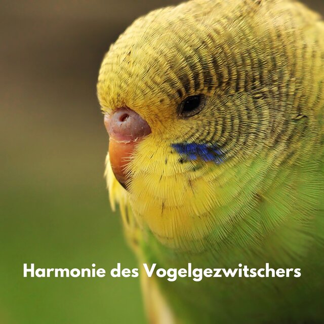 Harmonie des Vogelgezwitschers
