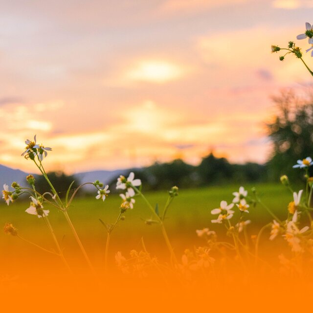 Calming Instrumental Music For Relaxation And Mental Clarity