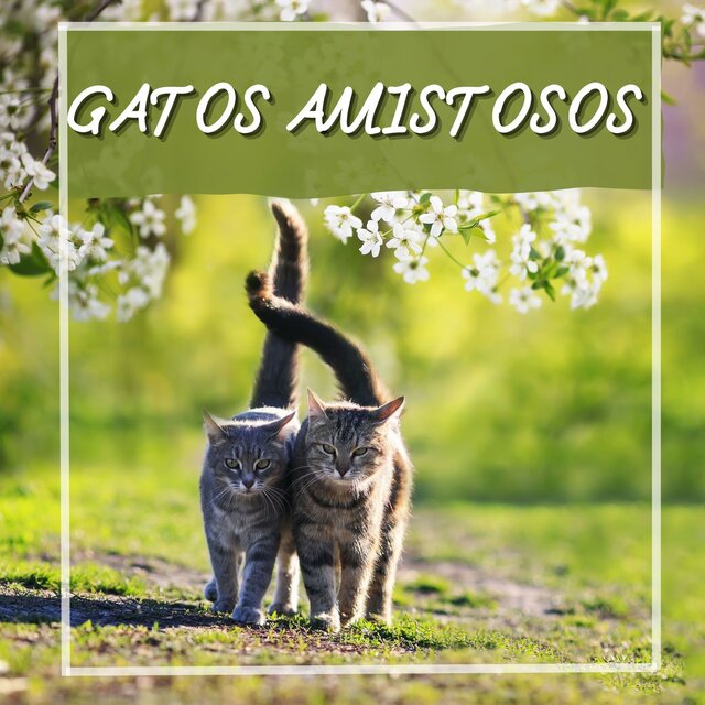 Gatos Amistosos: Calmo Sonidos para tus Pequeñas Bolas de Pelusa
