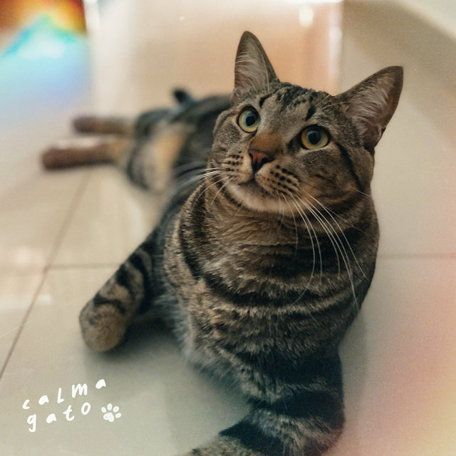 Calma Gato