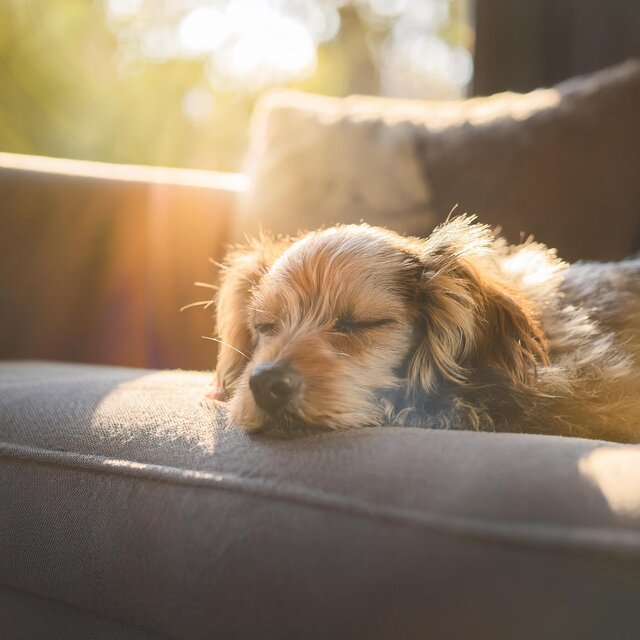 Armonía Calmante Para Perros: Pistas Lofi Relajantes