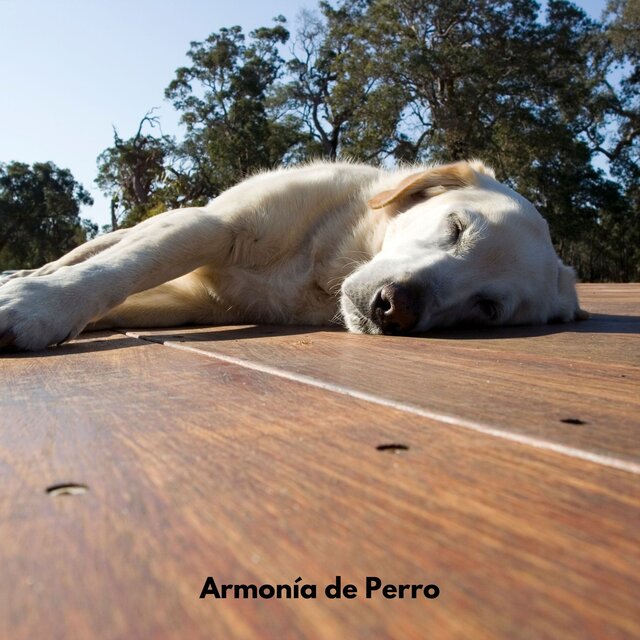 Armonía de Perro